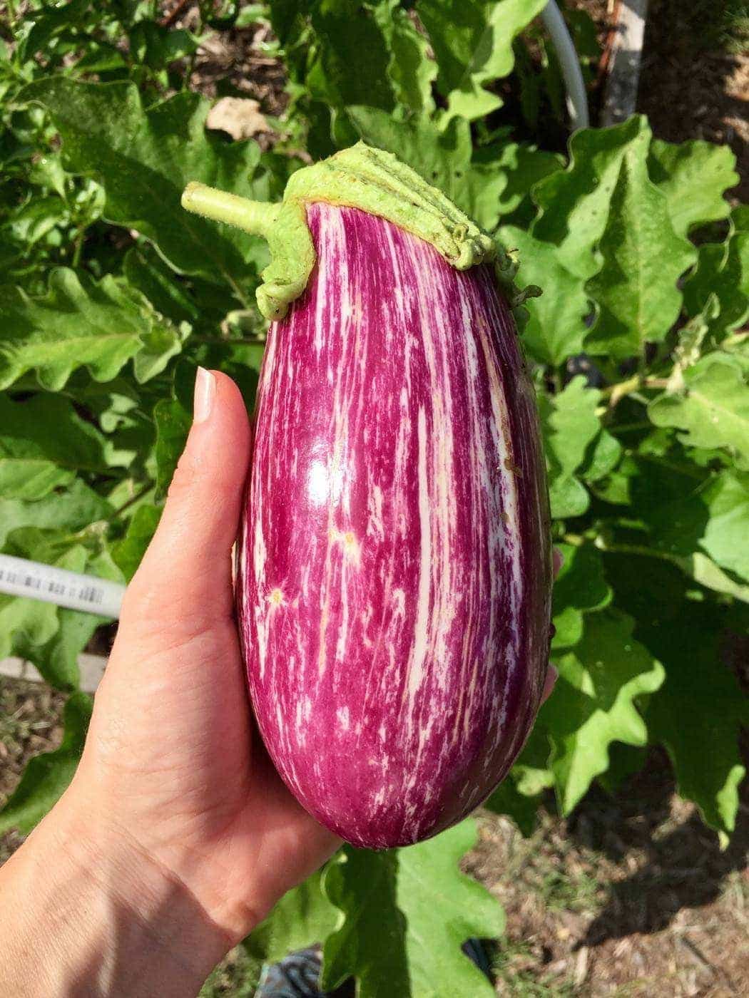 Pandora Striped Rose Eggplant Growing on the Plant