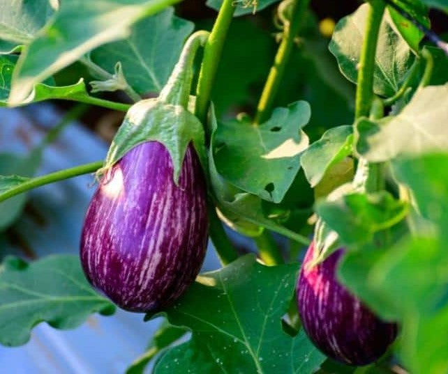 Pandora Striped Rose Eggplant Growing on the Plant