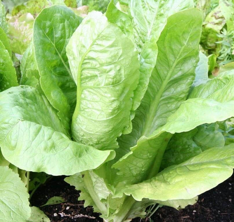 Parris Island Cos Romaine Lettuce on the plant
