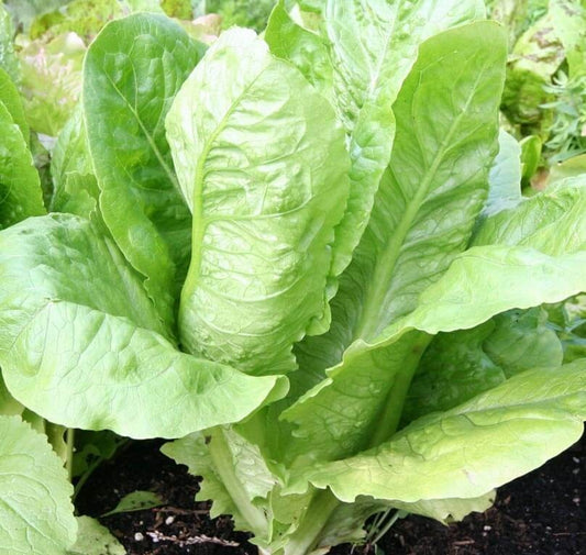 Parris Island Cos Romaine Lettuce Seeds – 1g (~900 Seeds)