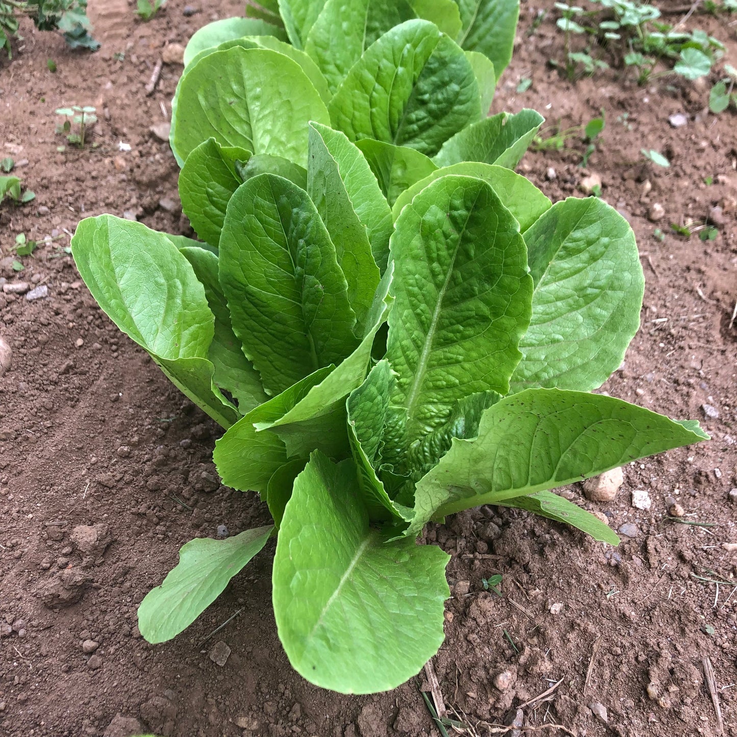 Parris Island Cos Romaine Lettuce on the plant