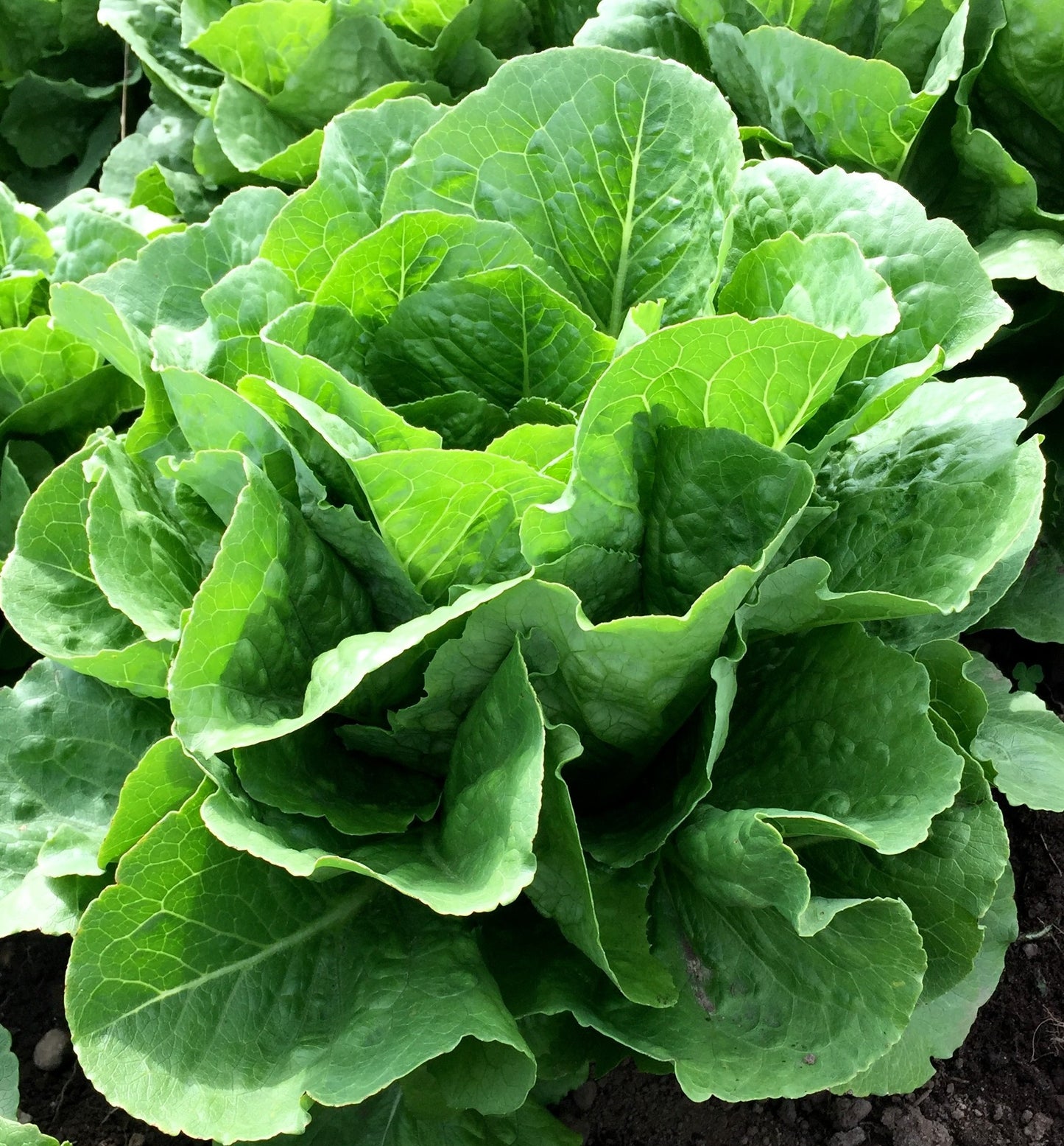 Parris Island Cos Romaine Lettuce on the plant