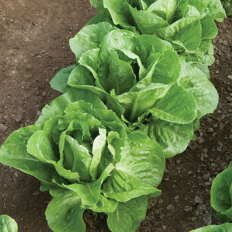 Parris Island Cos Romaine Lettuce on the plant
