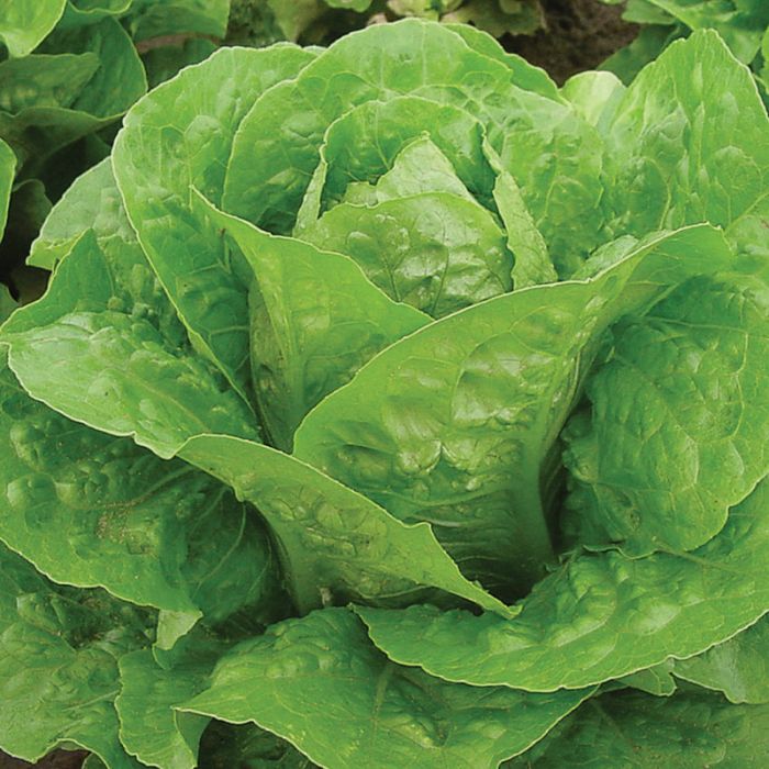 Parris Island Cos Romaine Lettuce on the plant