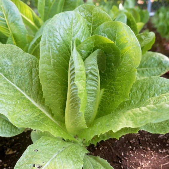 Parris Island Cos Romaine Lettuce on the plant