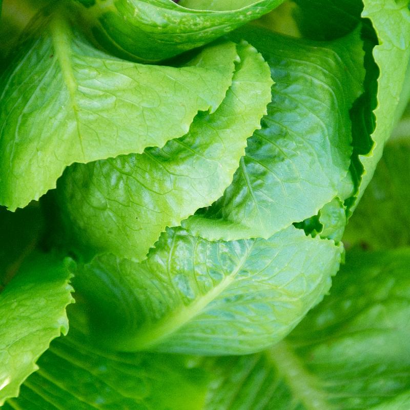 Parris Island Cos Romaine Lettuce on the plant