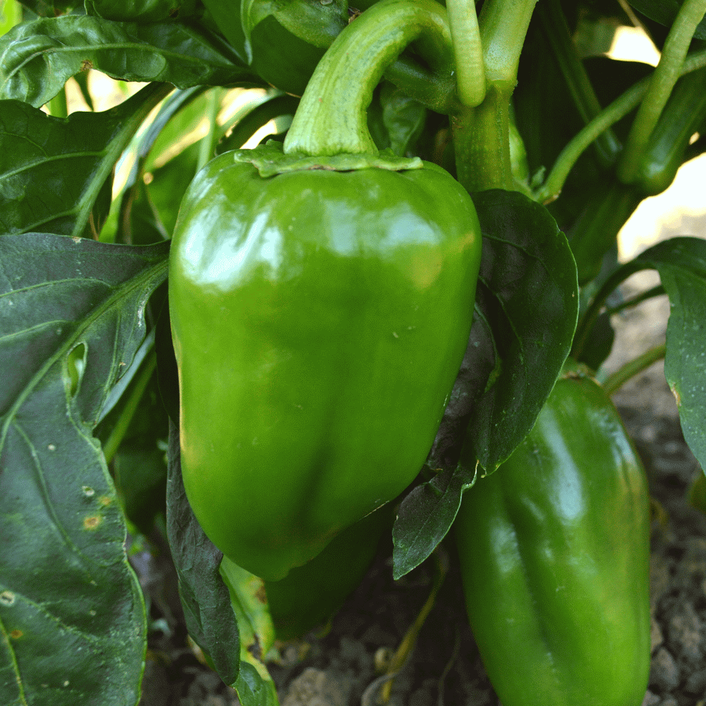 Sweet Pimento Pepper on the plant