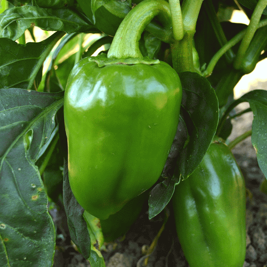 Sweet Pimento Pepper on the plant