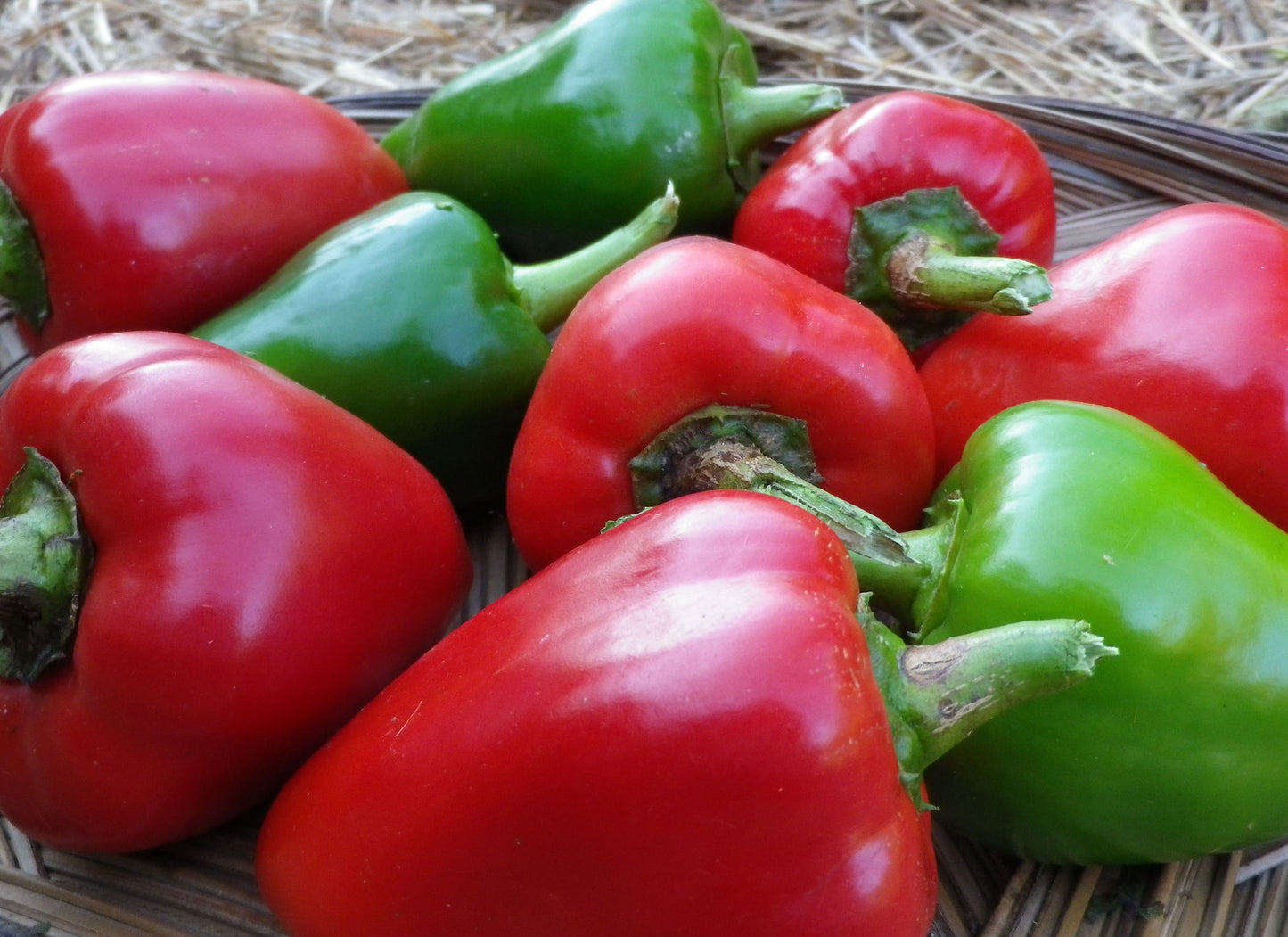 Sweet Pimento Pepper on the plant