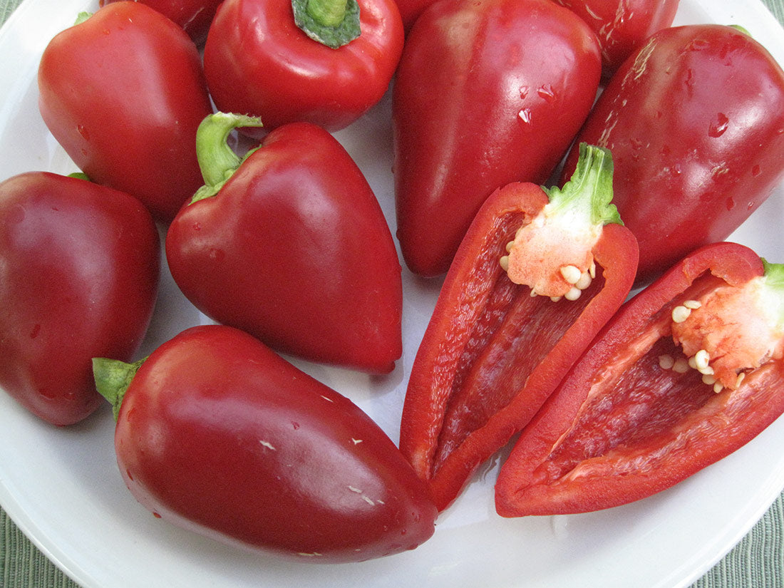 Sweet Pimento Pepper on the plant