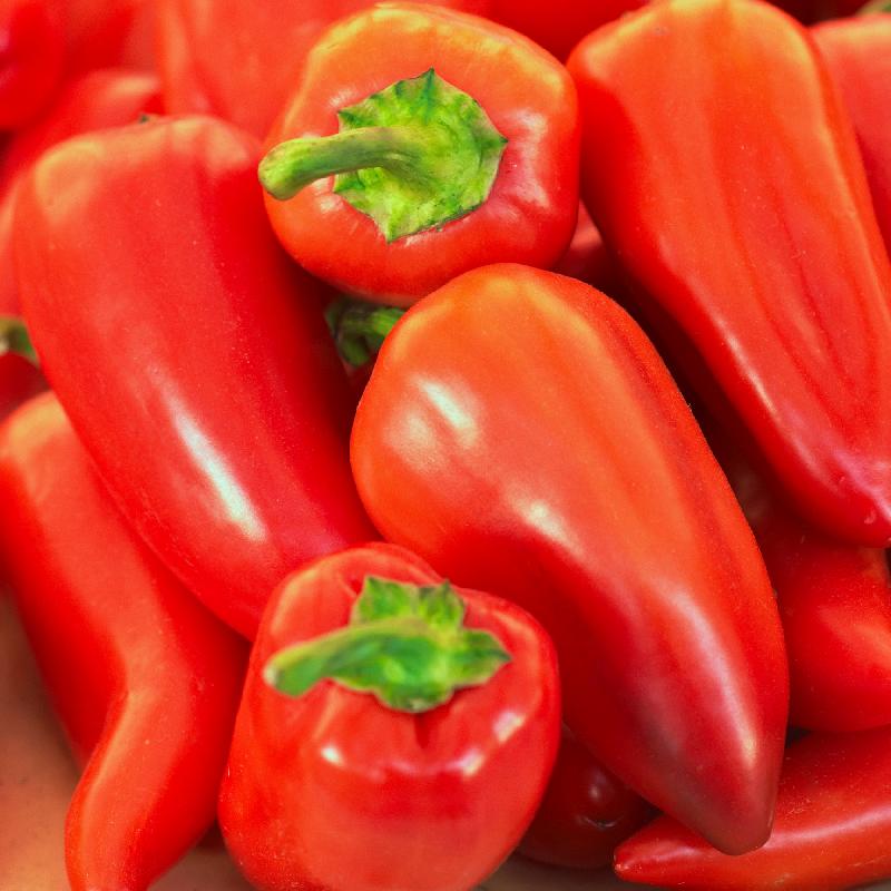 Sweet Pimento Pepper on the plant