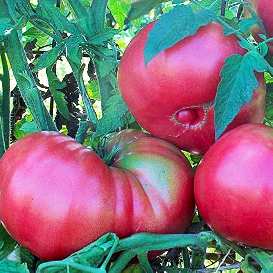 Pink Beefsteak Tomato on the plant