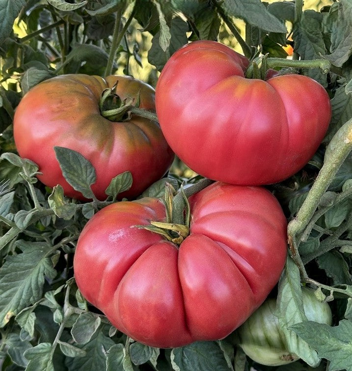 Pink Beefsteak Tomato on the plant