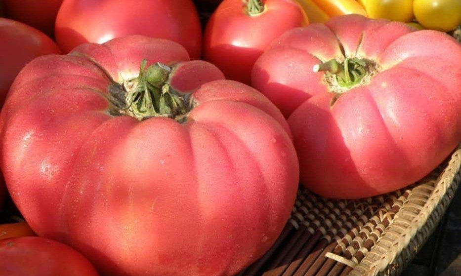 Pink Beefsteak Tomato on the plant