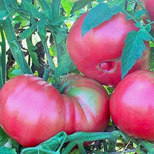 Pink Beefsteak Tomato on the plant