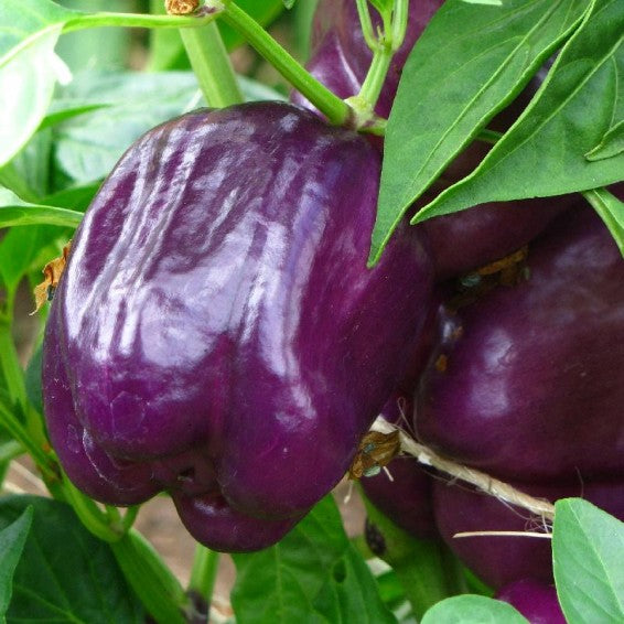 Purple Beauty Pepper on the plant