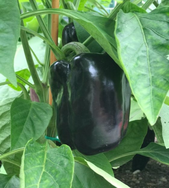Purple Beauty Pepper on the plant
