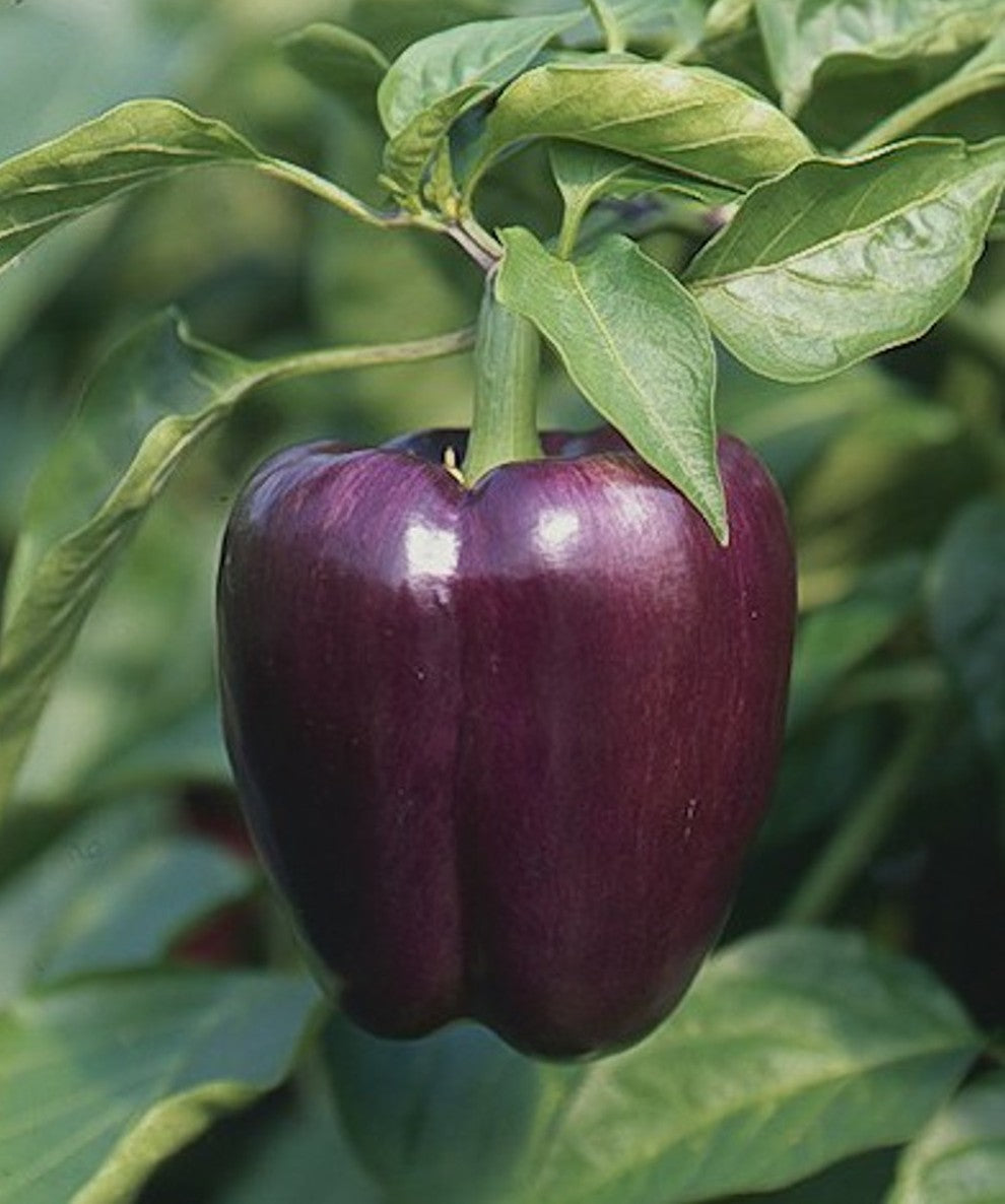 Purple Beauty Pepper on the plant