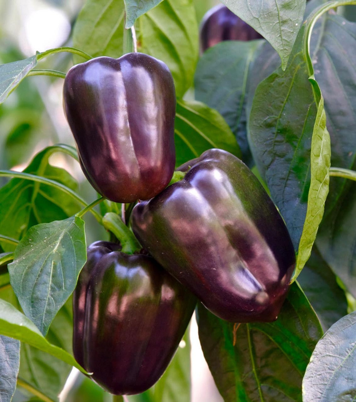Purple Beauty Pepper on the plant