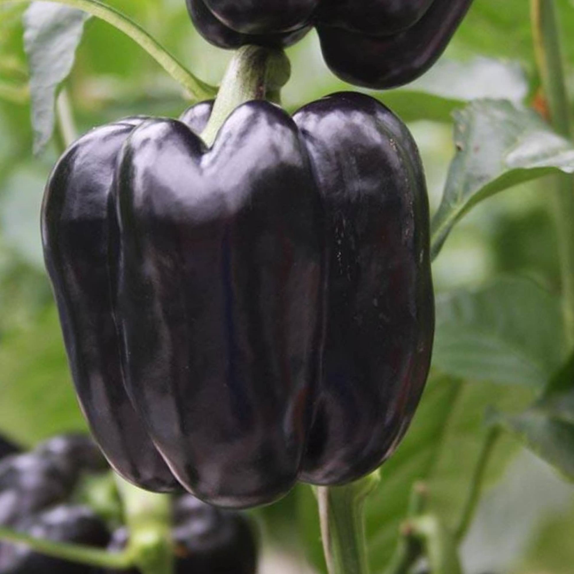 Purple Beauty Pepper on the plant