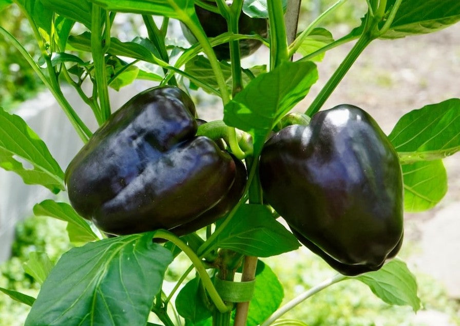 Purple Beauty Pepper on the plant