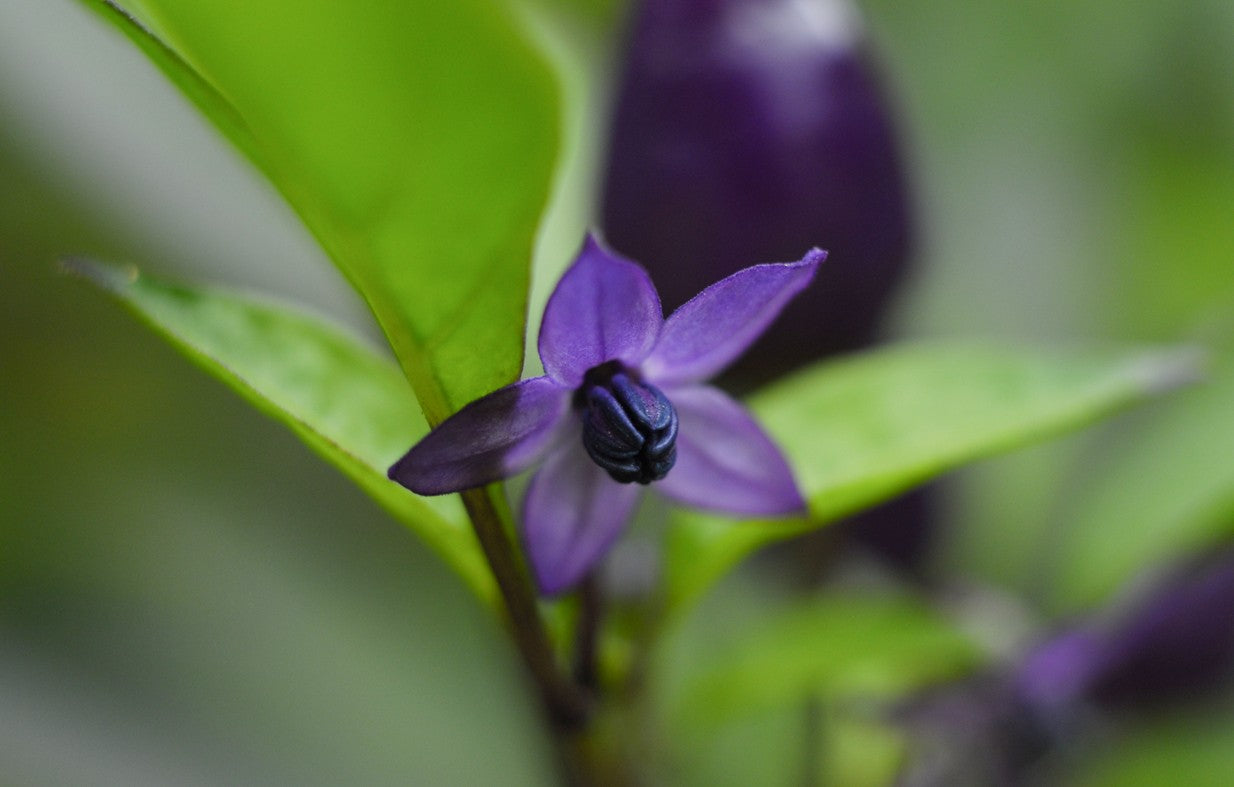 Purple Beauty Pepper on the plant