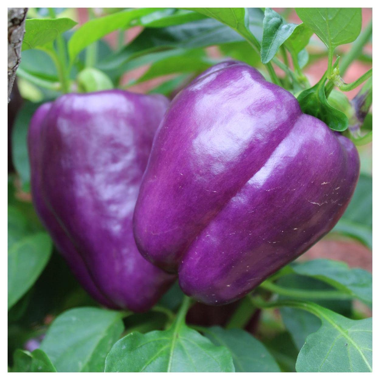 Purple Beauty Pepper on the plant