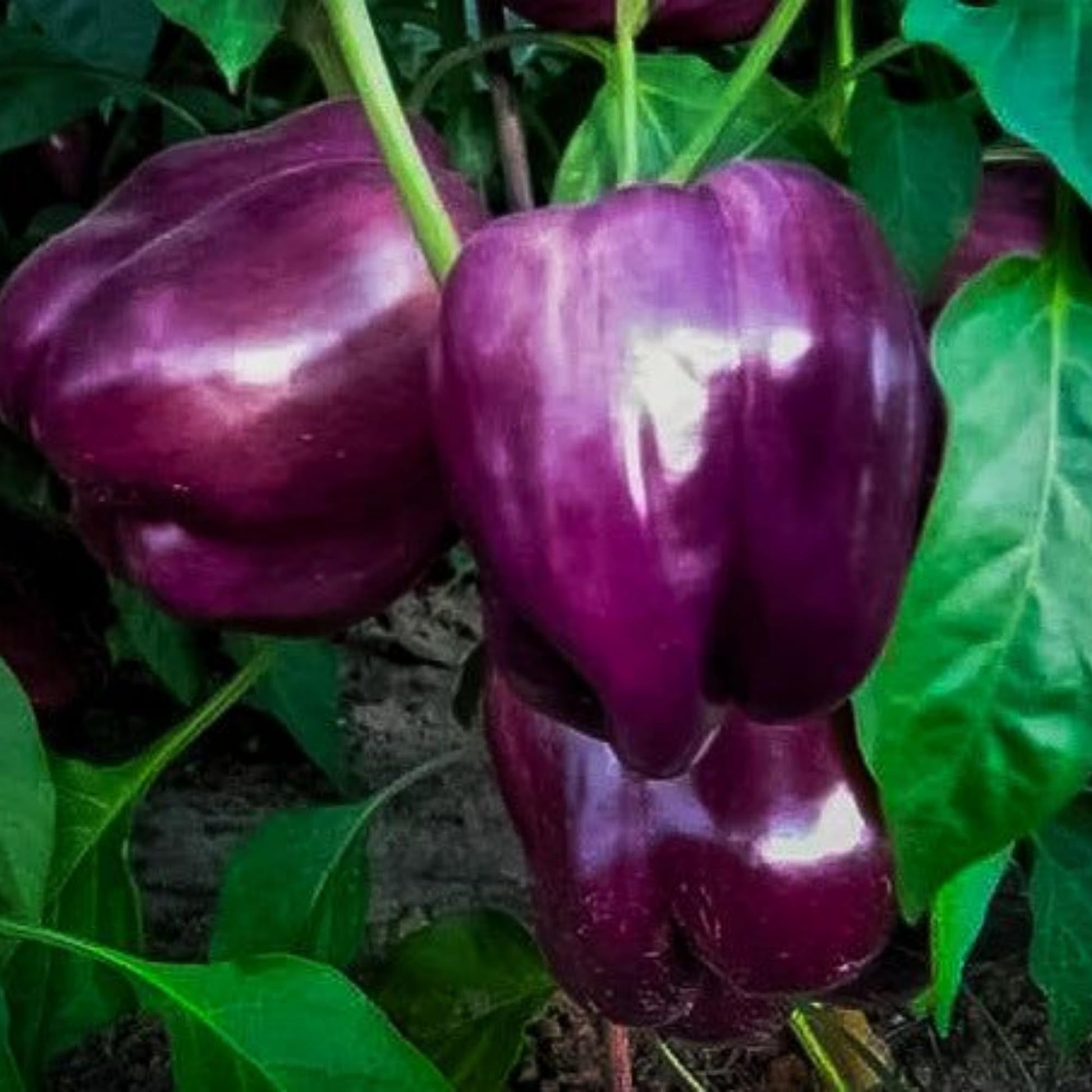Purple Beauty Pepper on the plant
