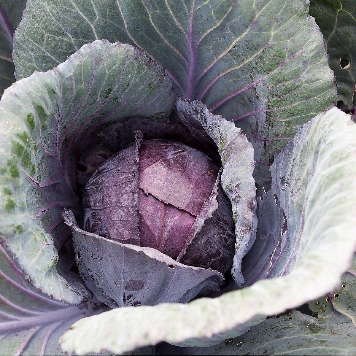 Red Acre Cabbage Growing on the plant