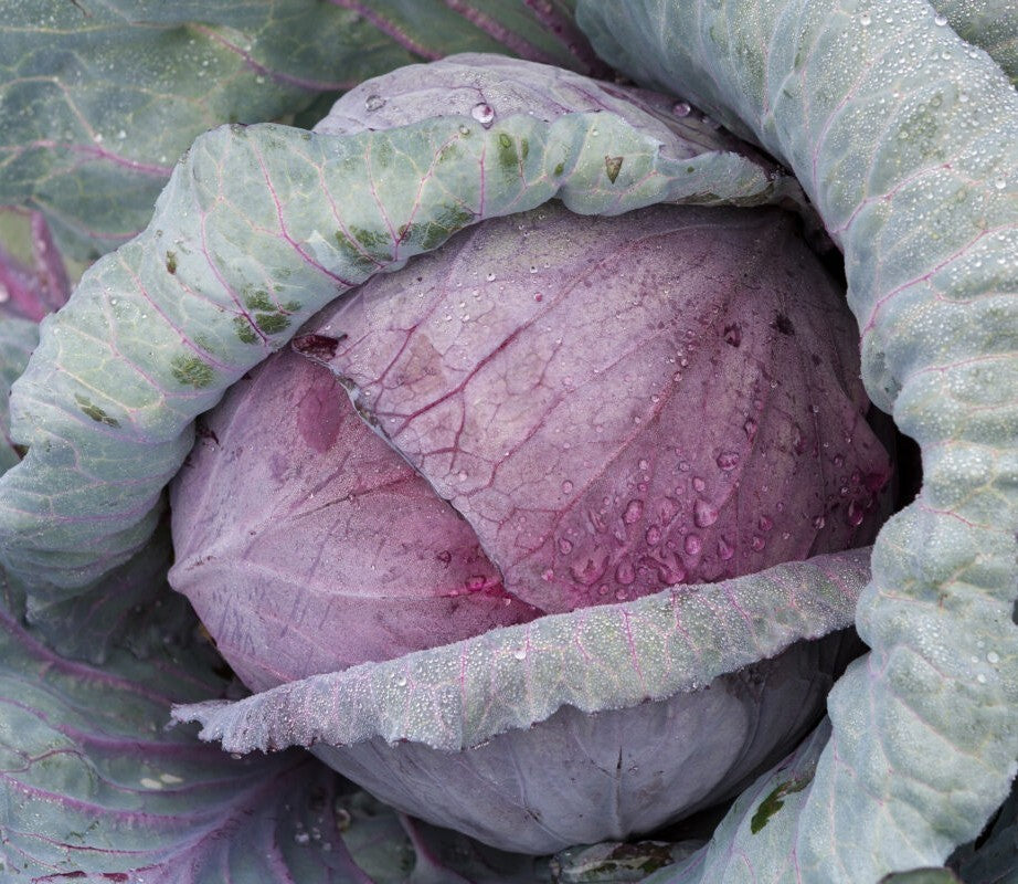 Red Acre Cabbage Growing on the plant