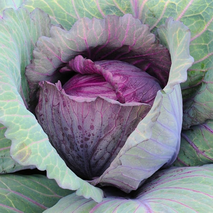 Red Acre Cabbage Growing on the plant