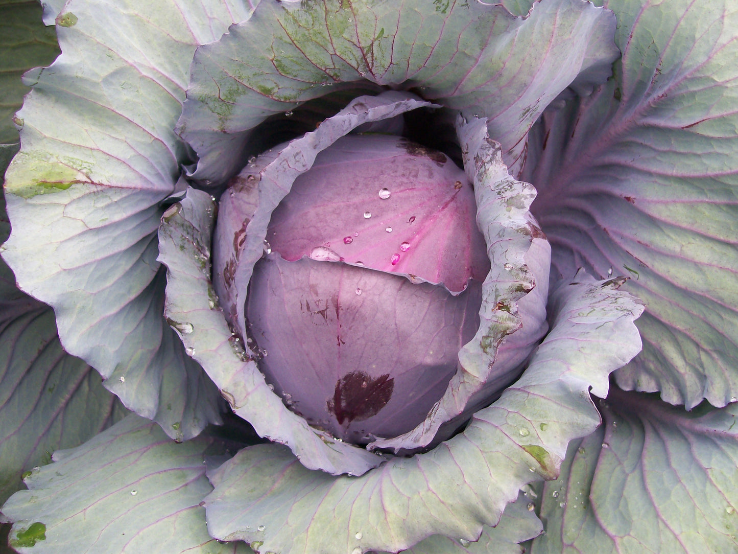 Red Acre Cabbage Growing on the plant