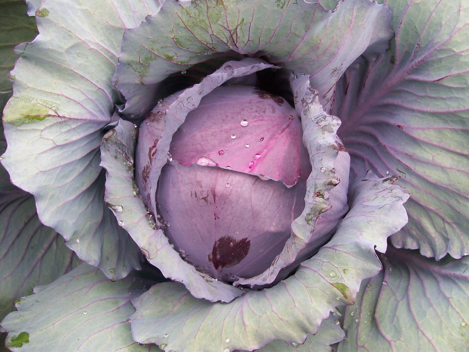 Red Acre Cabbage Growing on the plant