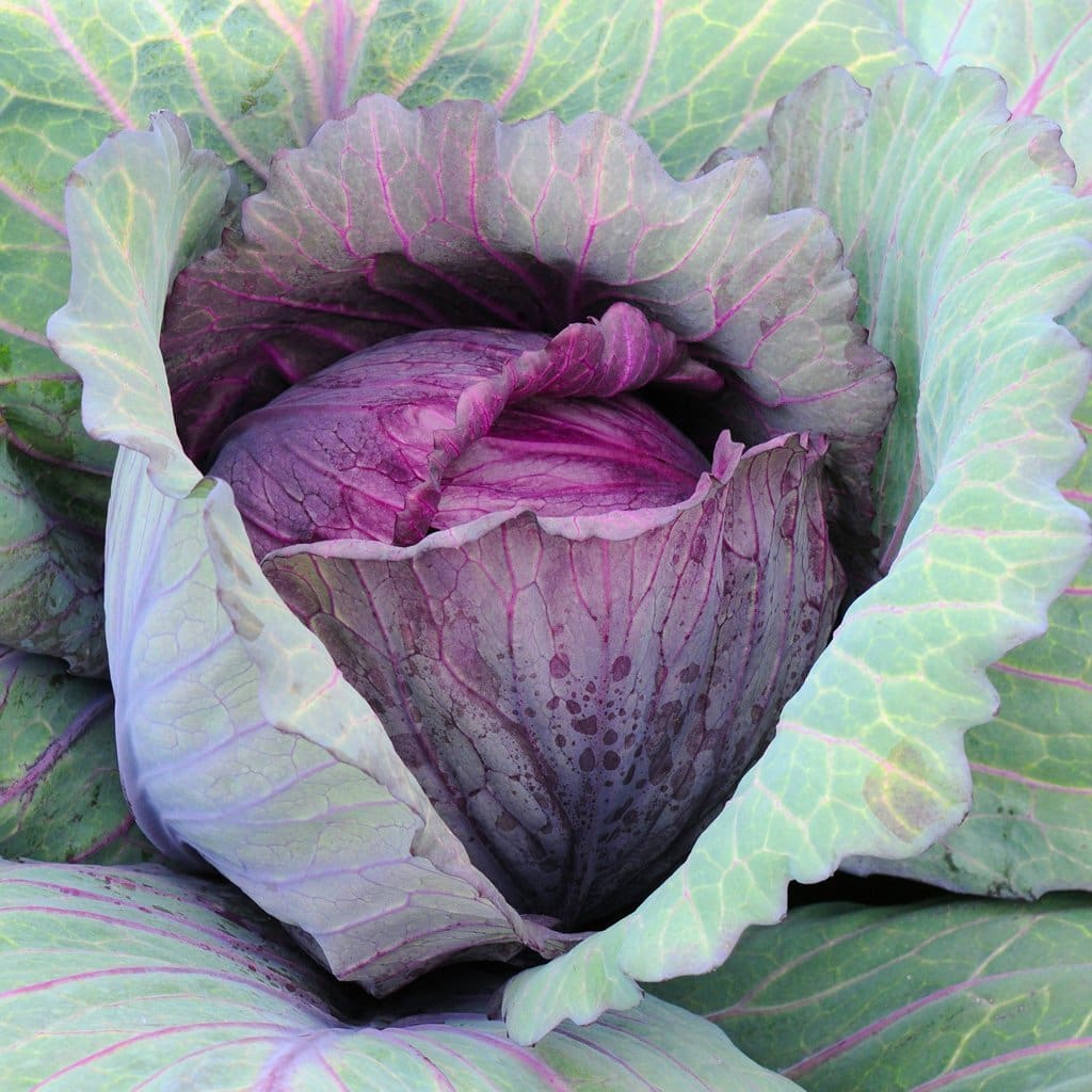 Red Acre Cabbage Growing on the plant