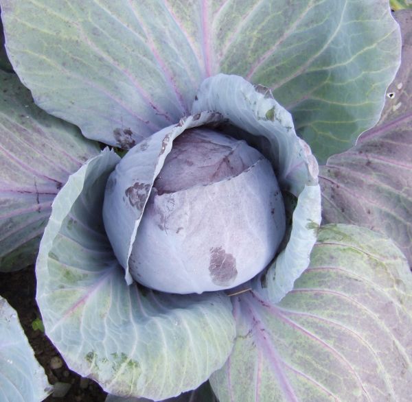 Red Acre Cabbage Growing on the plant