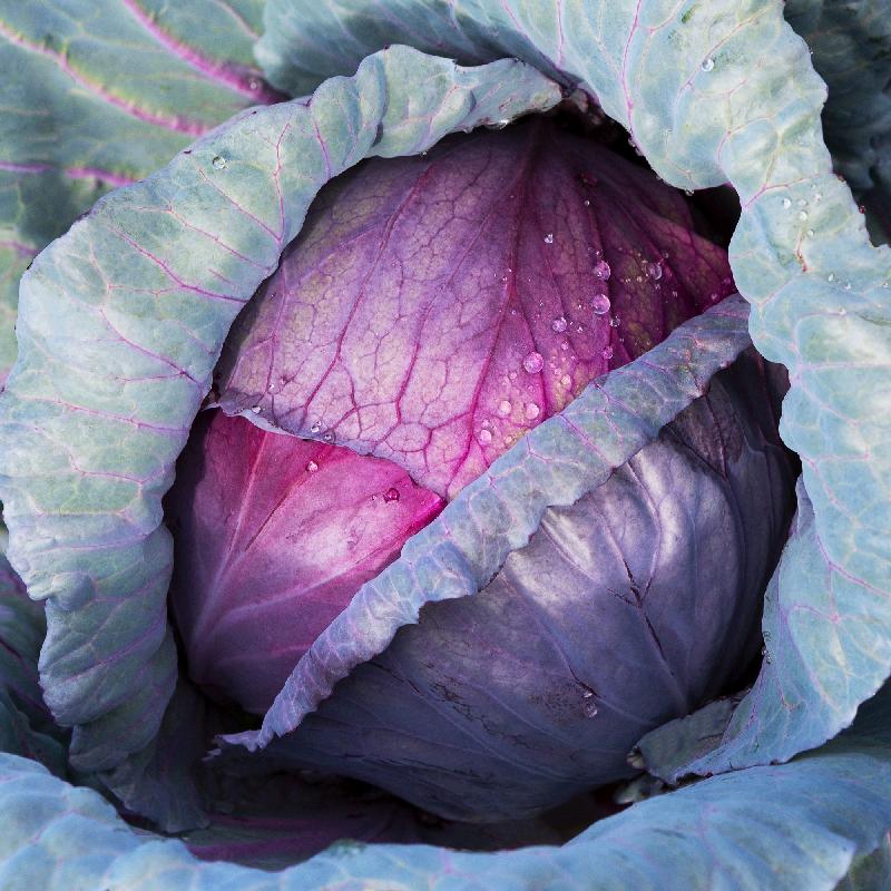 Red Acre Cabbage Growing on the plant