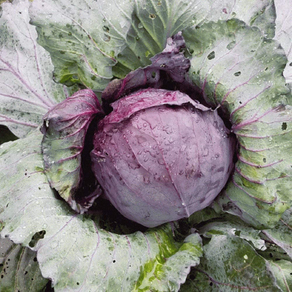 Red Acre Cabbage Growing on the plant