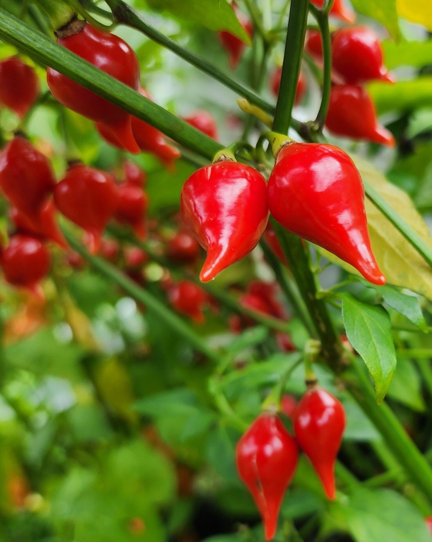 Biquinho Red Pepper on the plant