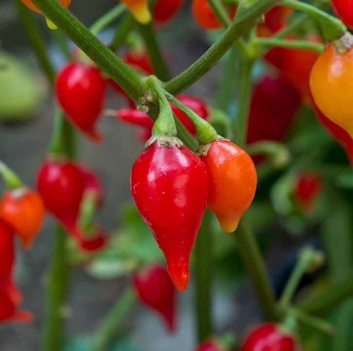 Biquinho Red Pepper on the plant