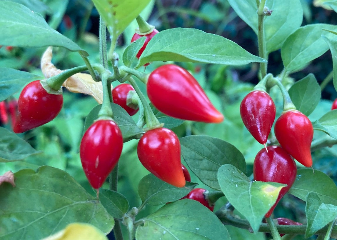 Biquinho Red Pepper on the plant