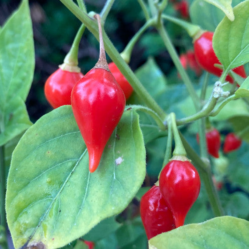 Biquinho Red Pepper on the plant