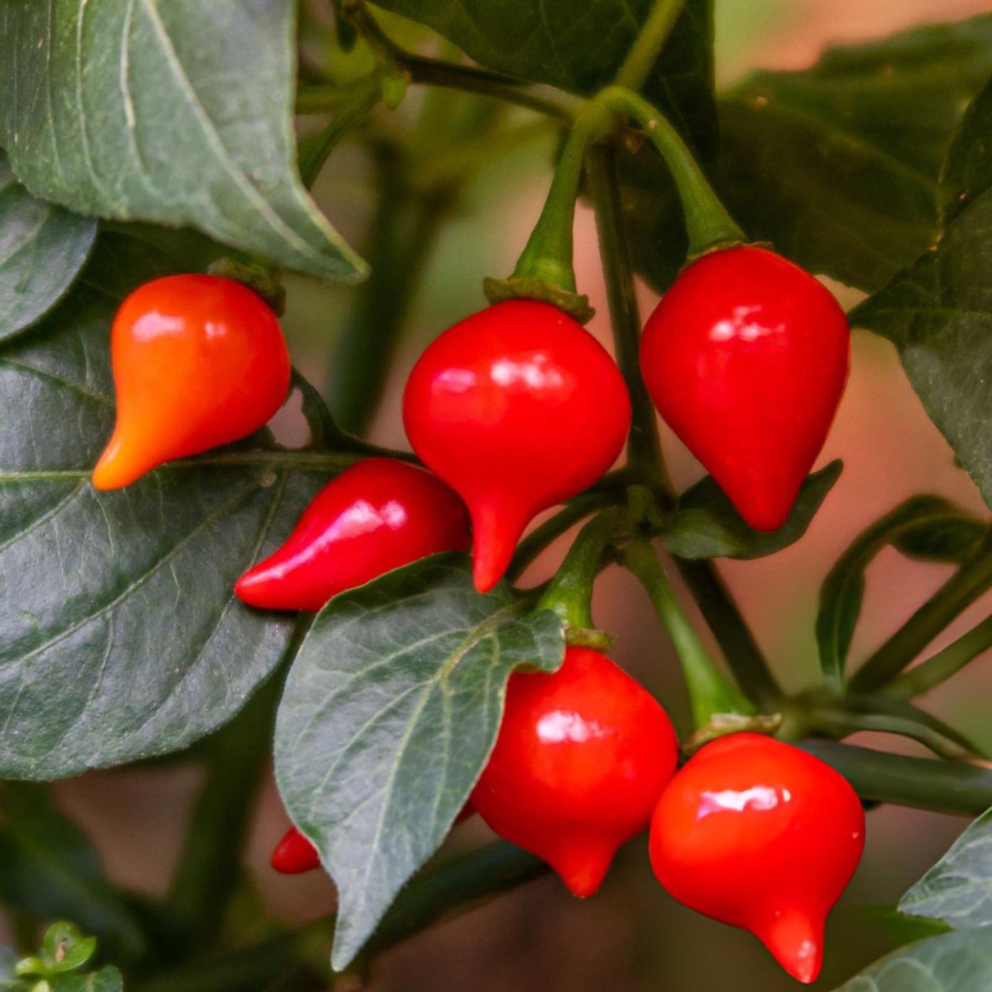 Biquinho Red Pepper on the plant