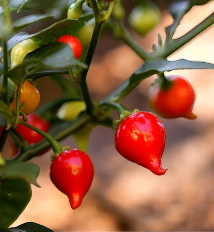 Biquinho Red Pepper on the plant
