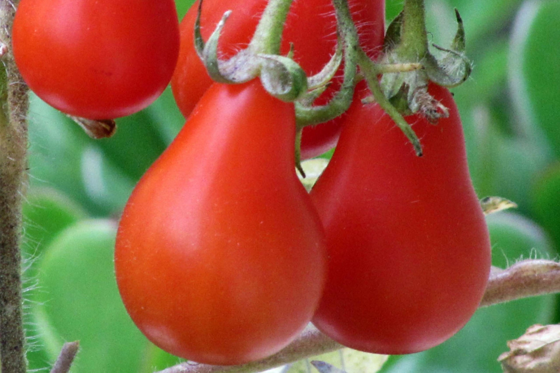 Red Pear Tomato on the plant