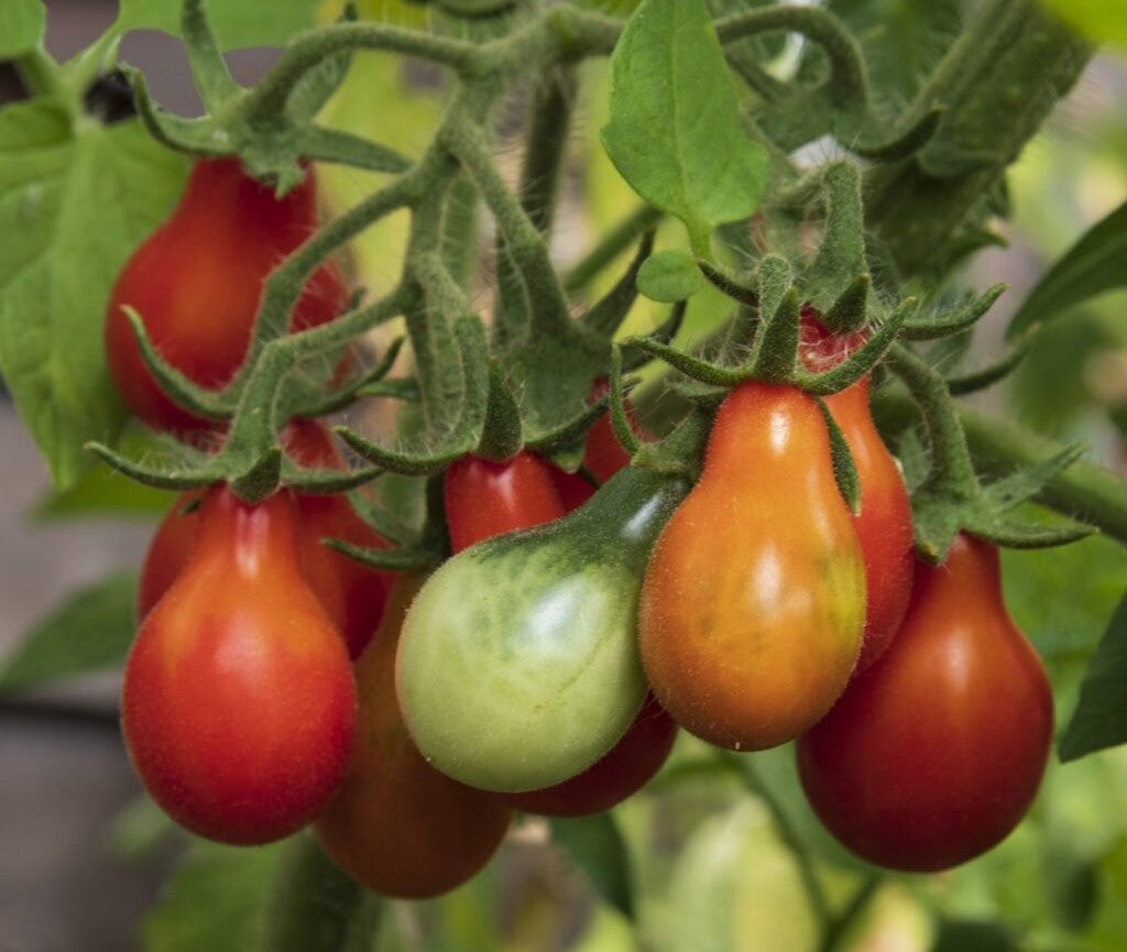 Red Pear Tomato on the plant