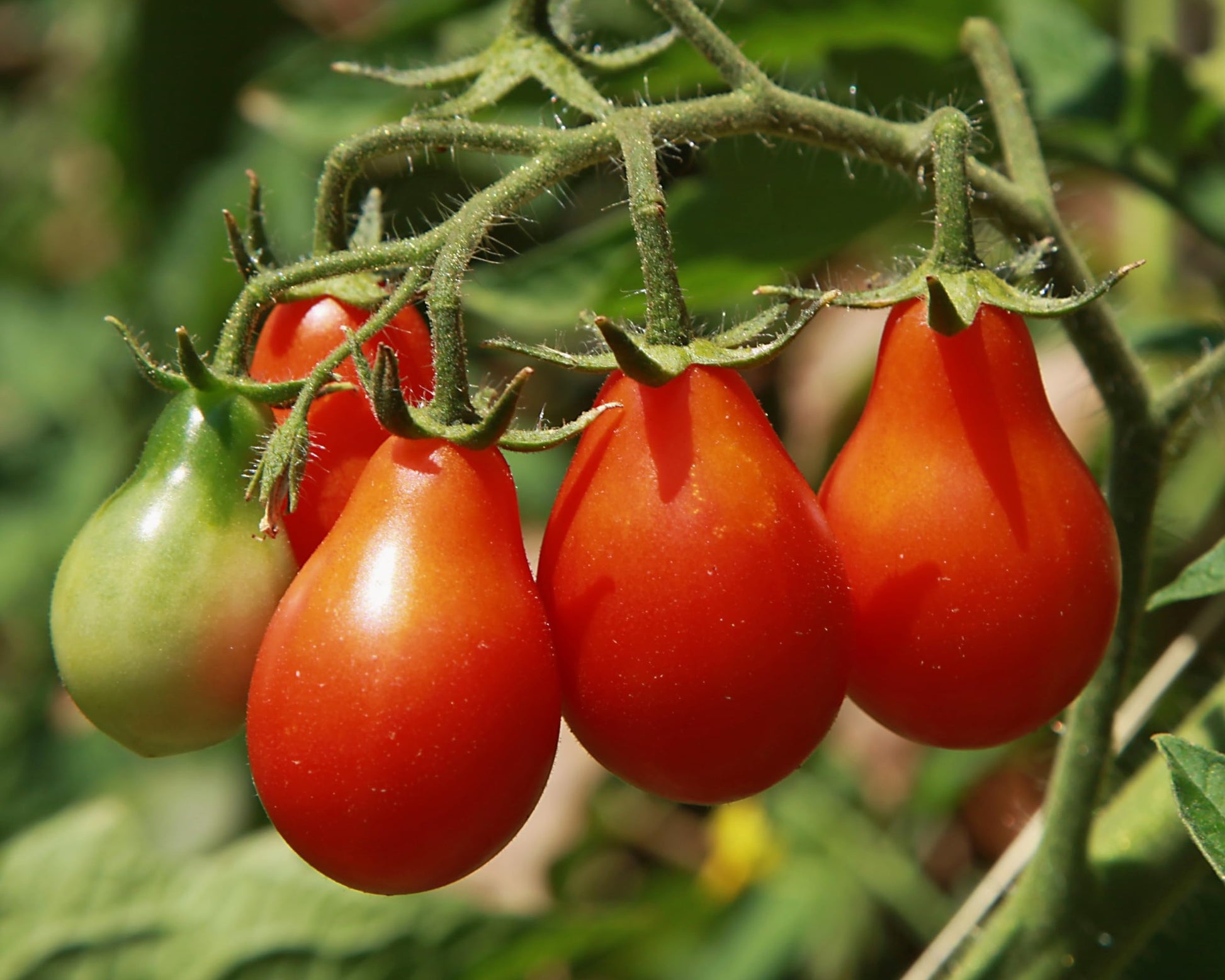 Red Pear Tomato on the plant