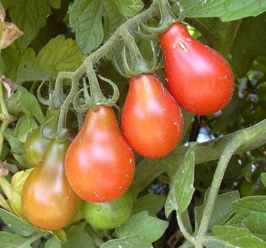 Red Pear Tomato on the plant