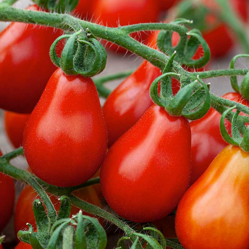 Red Pear Tomato on the plant