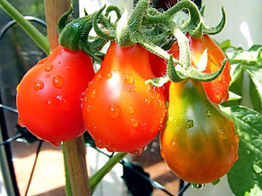 Red Pear Tomato on the plant