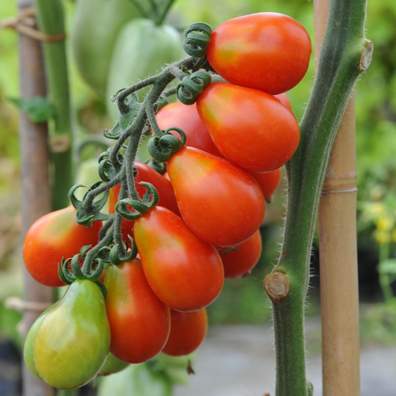 Red Pear Tomato on the plant